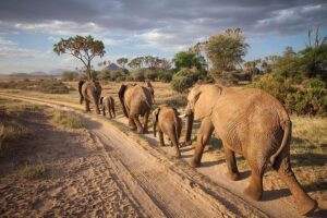 Samburu Special Five Safari