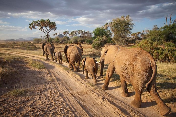 Samburu Special Five Safari