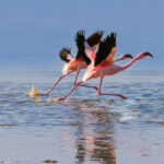 Gallery Thumbnail 0