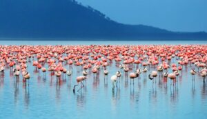 Lake Nakuru Flamingo Safari