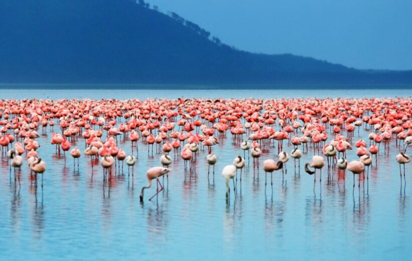 Lake Nakuru Flamingo Safari