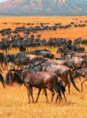 MAASAI MARA