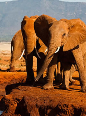 TSAVO