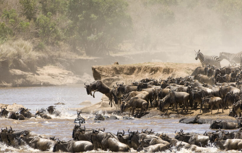 The Great Migration Safari Adventure
